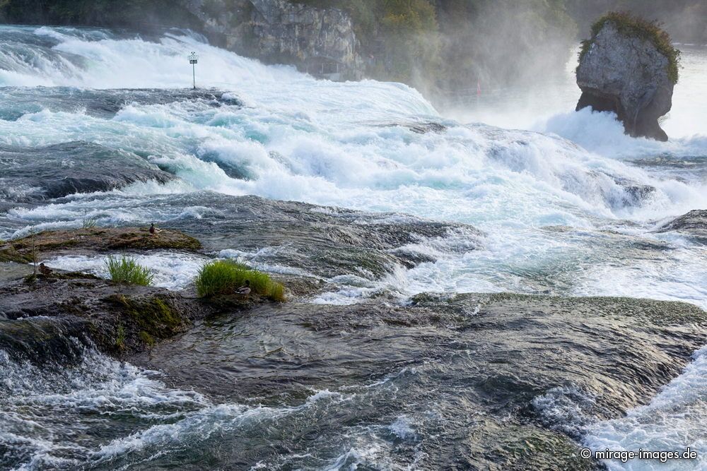 Rheinfall - Chutes du Rhin
Schaffhausen
Schlüsselwörter: Welle Fluss Wasser Wasserfall Kaskade Schönheit sanft wild weich Natur natürlich sauber romantisch lebendig ursprünglich zerbrechlich fragil sensibel kraftvoll eindrucksvoll rein frei Umwelt Umweltverschmutzung fliessen kalt Wasserknappheit Trinkwasser