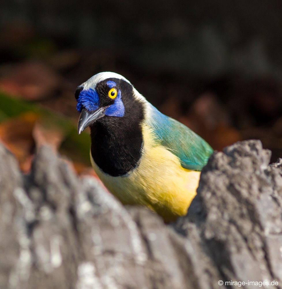 Exotic Bird
Kerzers
Schlüsselwörter: Vogel bunt exotisch Tropen