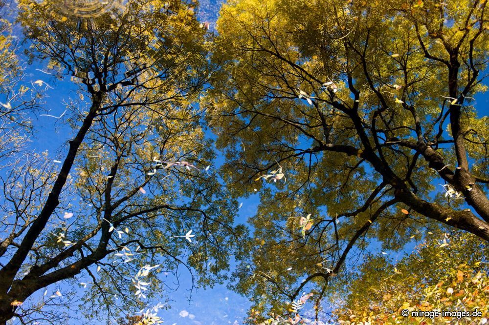 Spiegelung
Bochum
Schlüsselwörter: Spiegelung, See, Laub, Wasser, Herbst, Landschaft, farbig, leuchtend, Blätter, Baum, B�ume, gold, braun, Kulisse, sauber, romantisch, Stille, Magie, Seele, Sch�nheit, Sonne, sonnig, friedlich, einsam, einladend, verwelkt, stimmungsvoll, Holz, Vegetatio