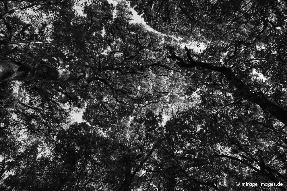 Sacred Forest
East Khasi Hills district
