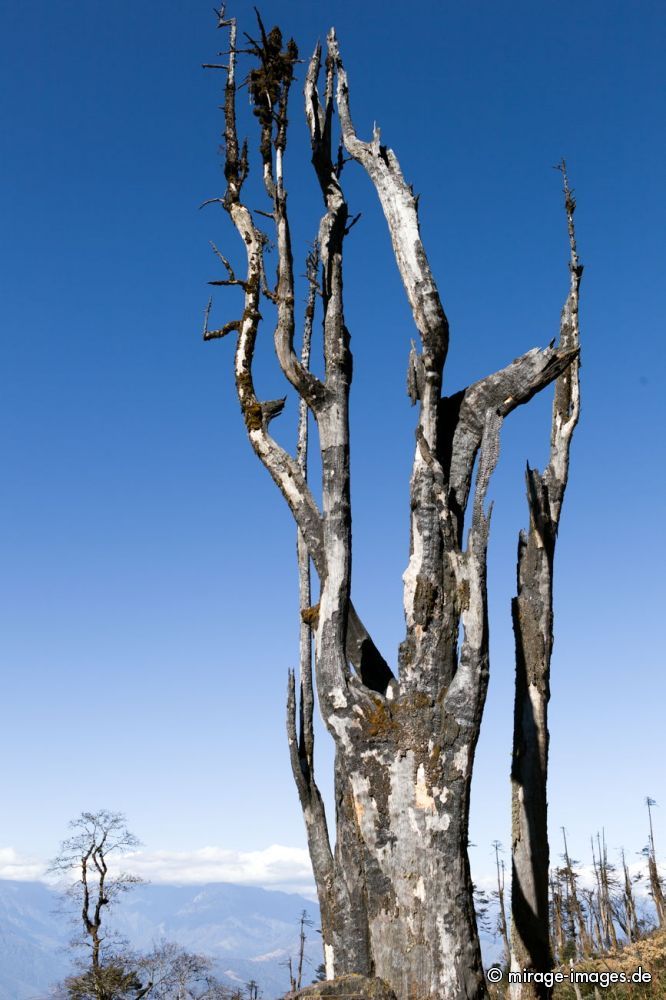 Remaining black tree skeltons of a burnt forest in the hights near the border of India and Butan
Mandala Hill
Schlüsselwörter: Holz Wald verkohlt schwarz Skelett Himmel blau anthrazit Baum Bäume Reste Überbleibsel Überreste verbrannt Waldbrand Schaden surreal bizarr Verfall Stumpf Reste Tod tot Natur Landschaft natürlich Feuer Brand wolkenlos sauber Flora Biologie Zerstörung