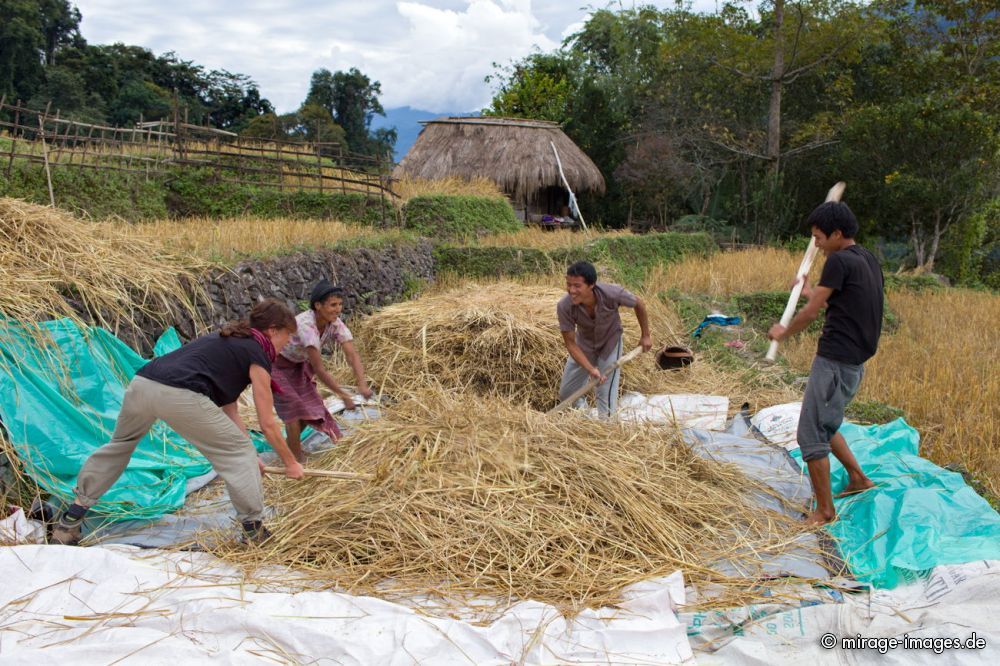 Rice threshing
Damro Upper Siang
Schlüsselwörter: Ernährung Reis Grundnahrungsmittel dreschen Ernte