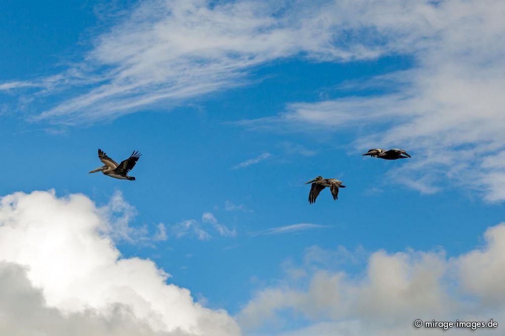 Flying Pelicans
Schlüsselwörter: Wasservogel, Hautsack, Schnabel, majestätisch, Symbol, Wappentier, Himmel, fliegen, animals1,