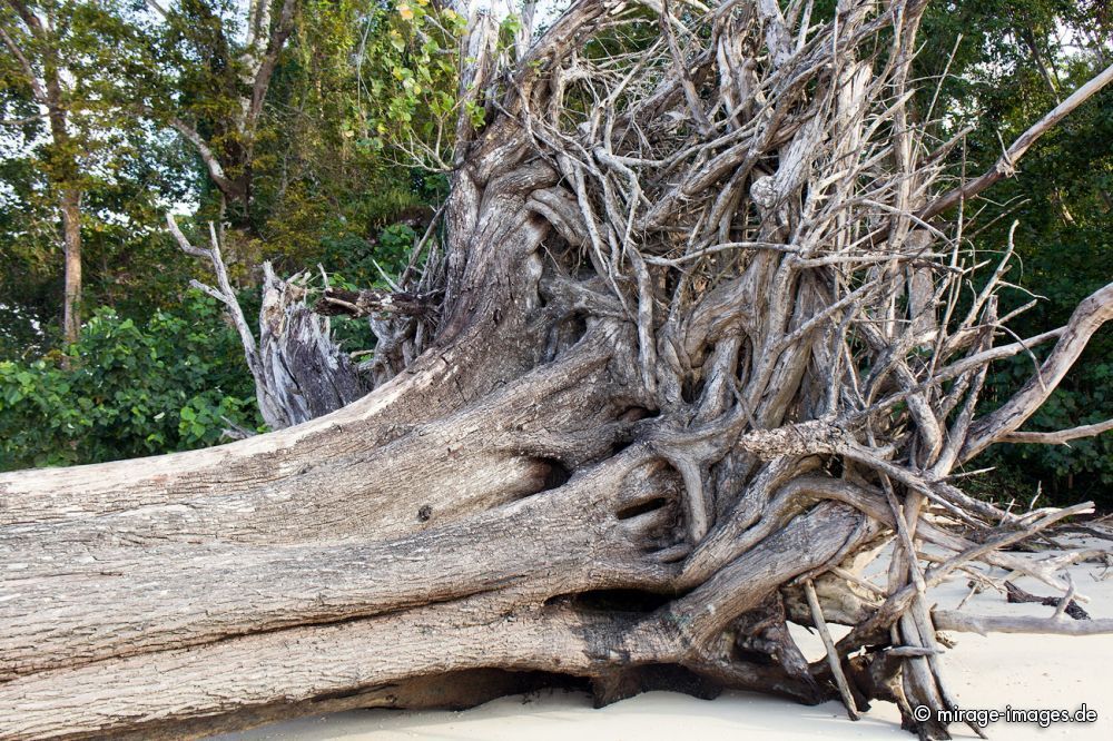 Tsunami remains
Havelock Island
Schlüsselwörter: trees1