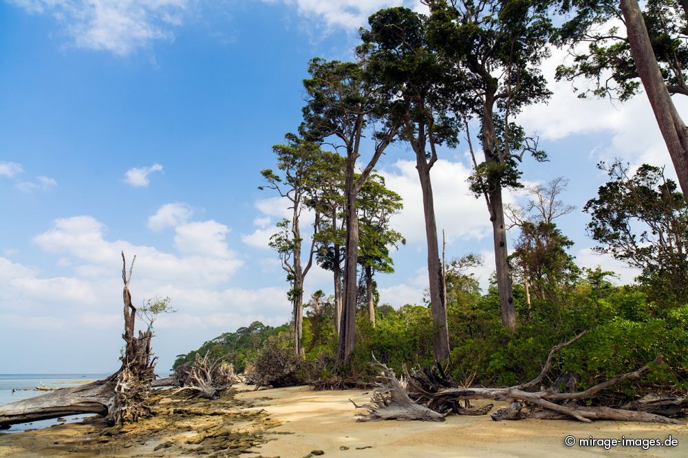 Wandoor Beach
Schlüsselwörter: Insel Strand Sonne Meer Erholung Natur Wärme Sand Tourismus Traum romantisch arm tropisch