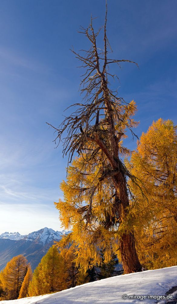 Alter L�rchenwald
Les m�l�zes de Balavaux
Schlüsselwörter: Herbst, Herbstfarben, Landschaft, farbig autumn1 leuchtend, warm, gold, braun, Berge, Natur, urt�mlich, romantisch, lebendig, Stille, urspr�nglich, sensibel, Magie, Seele, Sch�nheit, Sonne, Baum, B�ume, Nadelholz, Nadelb�ume, alt, Jahreszeit, Frieden