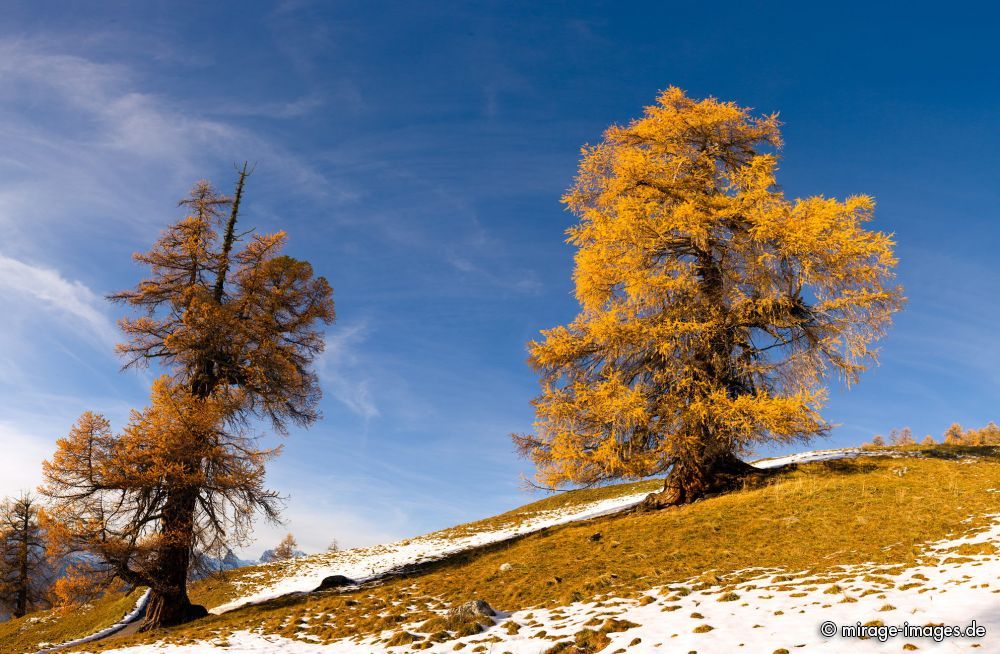 Alter L�rchenwald
Les m�l�zes de Balavaux
Schlüsselwörter: Herbst, Herbstfarben, Landschaft, farbig autumn1 leuchtend, warm, gold, braun, Berge, Natur, urt�mlich, romantisch, lebendig, Stille, urspr�nglich, sensibel, Magie, Seele, Sch�nheit, Sonne, Baum, B�ume, Nadelholz, Nadelb�ume, alt, Jahreszeit, Frieden