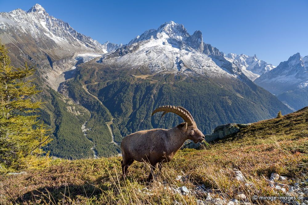 Capricorn
Reserve naturelle des Aiguilles Rouge
