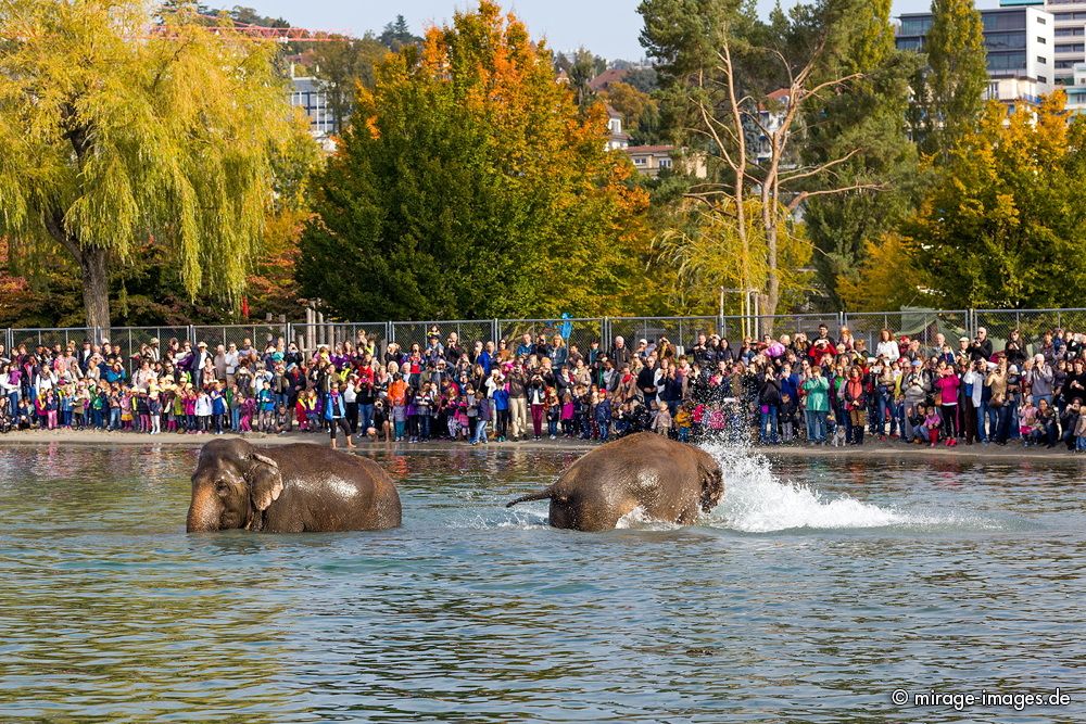 Elephants last bath from Circus Knie in the lake L�man

