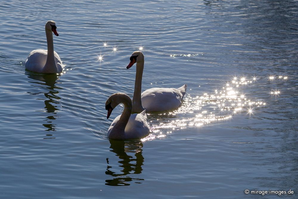 Swans of Lac L�man
Lausanne
