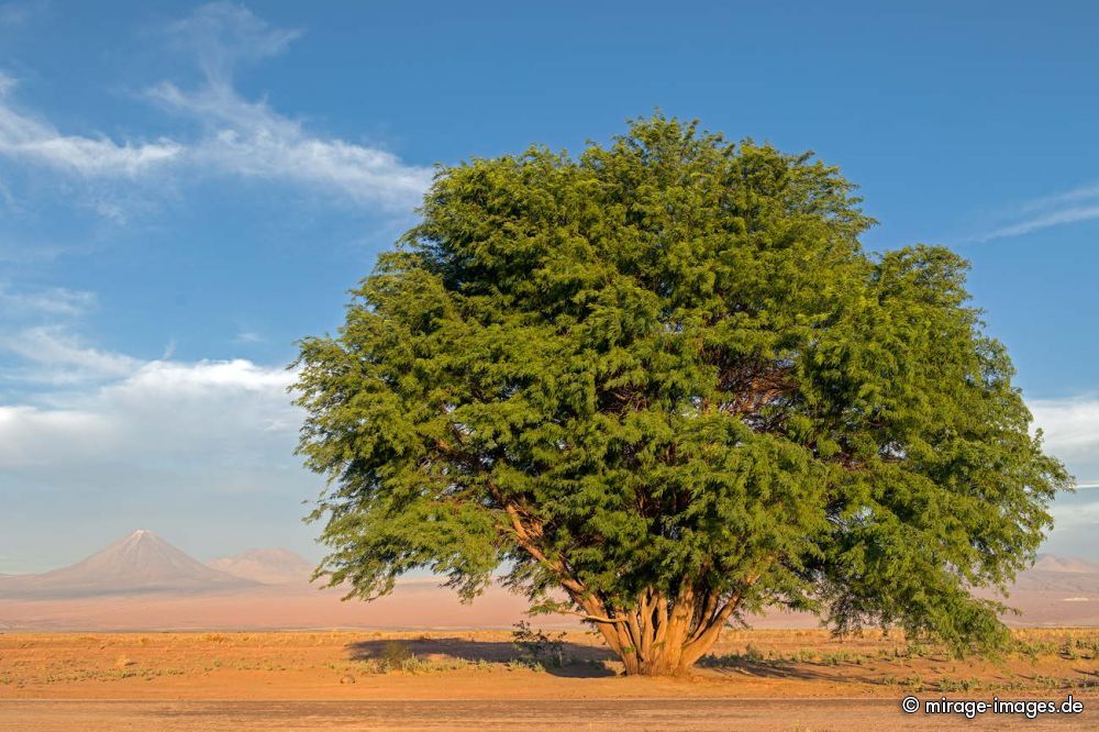 Salar de Atacama
Schlüsselwörter: Landschaft grün Landschaft Hochebene Vegetation karg Schönheit Ichu trees1 Wolken malerisch szenisch Naturschönheit Wüste Ruhe Einsamkeit Leere trees1 Naturschutz trocken dürr arid wasserarm abends karg menschenleer spärlich geschützt