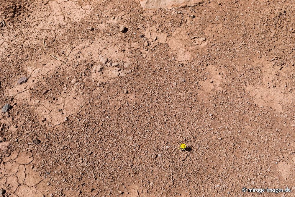 Power of Nature
Rio Grande
Schlüsselwörter: Überleben Einsamkeit Stärke Eleganz winzig Natur Naturschönheit Schönheit Kraft szenisch trocken Trockenheit Vegetation Stille hyperarid karg Meditation Konzentration Wüste Blume Blümchen
