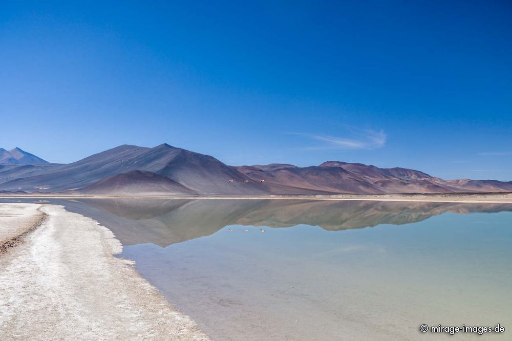 Flying Flamingos
Laguna Salar Talar 
Schlüsselwörter: Salzsee Lagune Feuchtgebiet Vögel Flamingos blau Spiegelung Wildnis menschenleer fliegen spärlich karg malerisch szenisch frei wild Freiheit Landschaft Vulkan karg Schönheit Wüste Ruhe Einsamkeit Leere Stille Naturschutz geschützt Sonne Weite erhaben