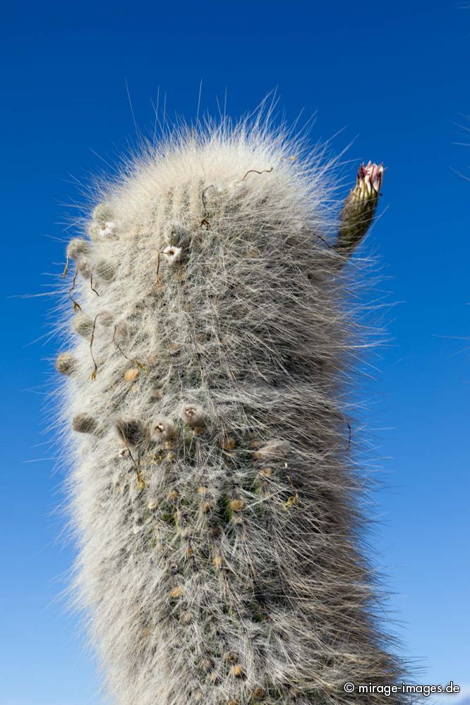 Cactus
 Isla Incahuasi  - Uyuni
Schlüsselwörter: plants1