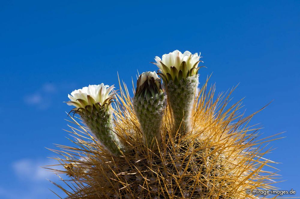 Cactus Flowers
 Isla Incahuasi  - Uyuni
Schlüsselwörter: plants1