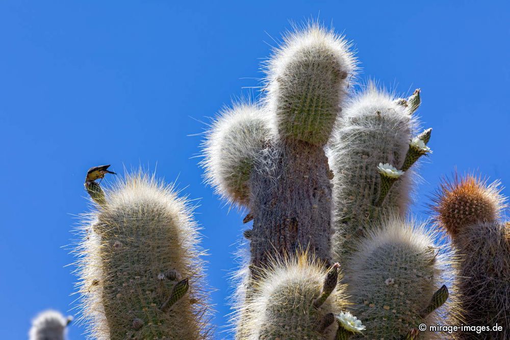 Cactus Flower
 Isla Incahuasi  - Uyuni
Schlüsselwörter: plants1