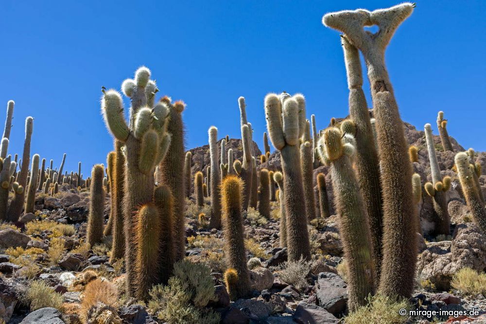  Isla Incahuasi 
 Isla Incahuasi  - Uyuni
Schlüsselwörter: plants1