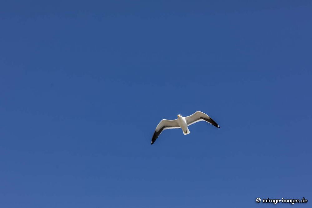 Seagull
Chilo
Schlüsselwörter: animals1