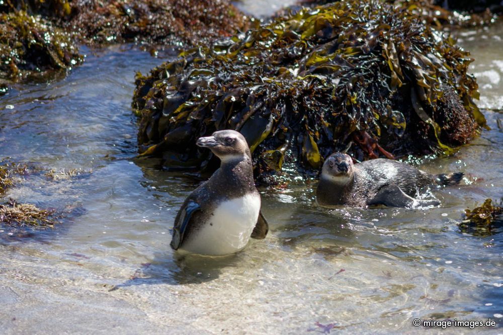 Penguin Colony
Chilo
