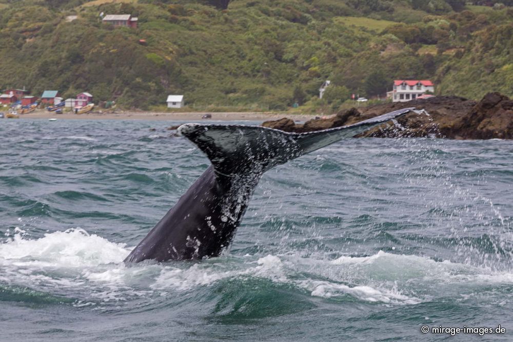 Blue Whale
Chilo
