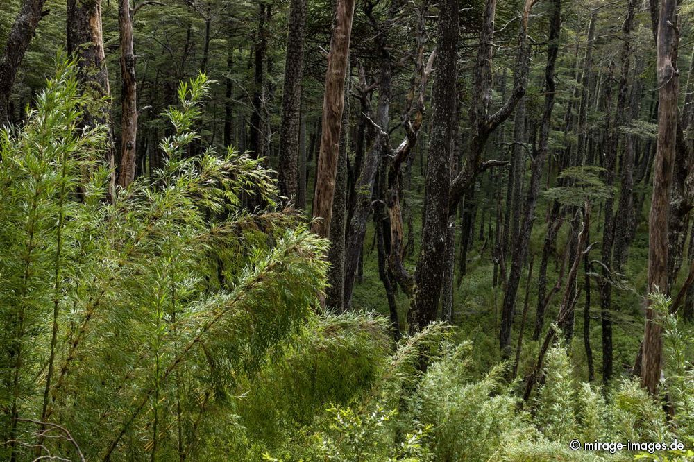 Bamboo
Parque Nacional Huerquehue
