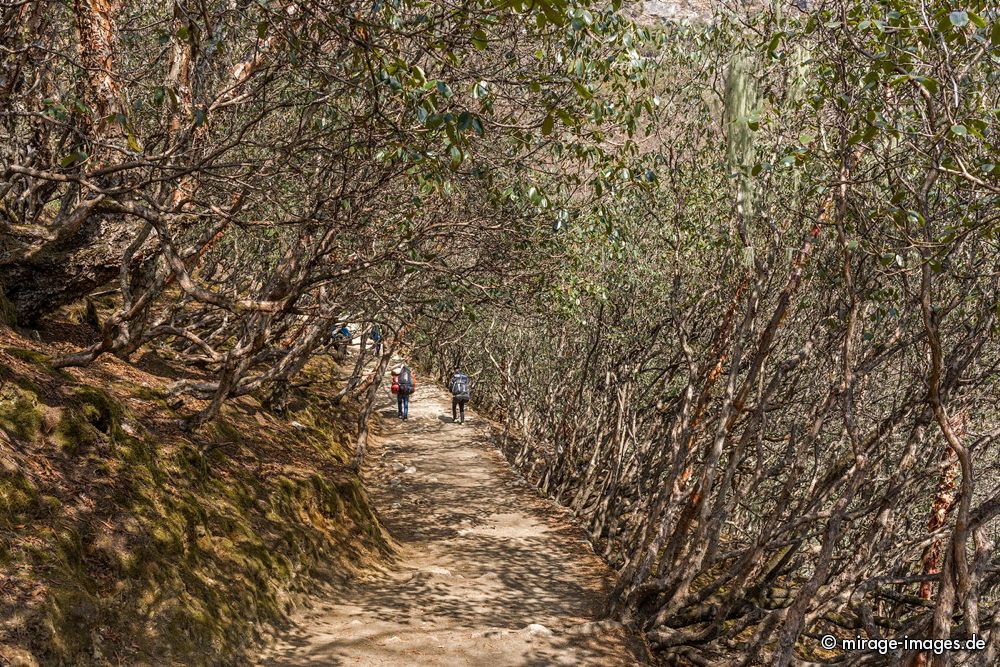 Little Forest
Khumjung - Everest Base Camp Trekking Route

