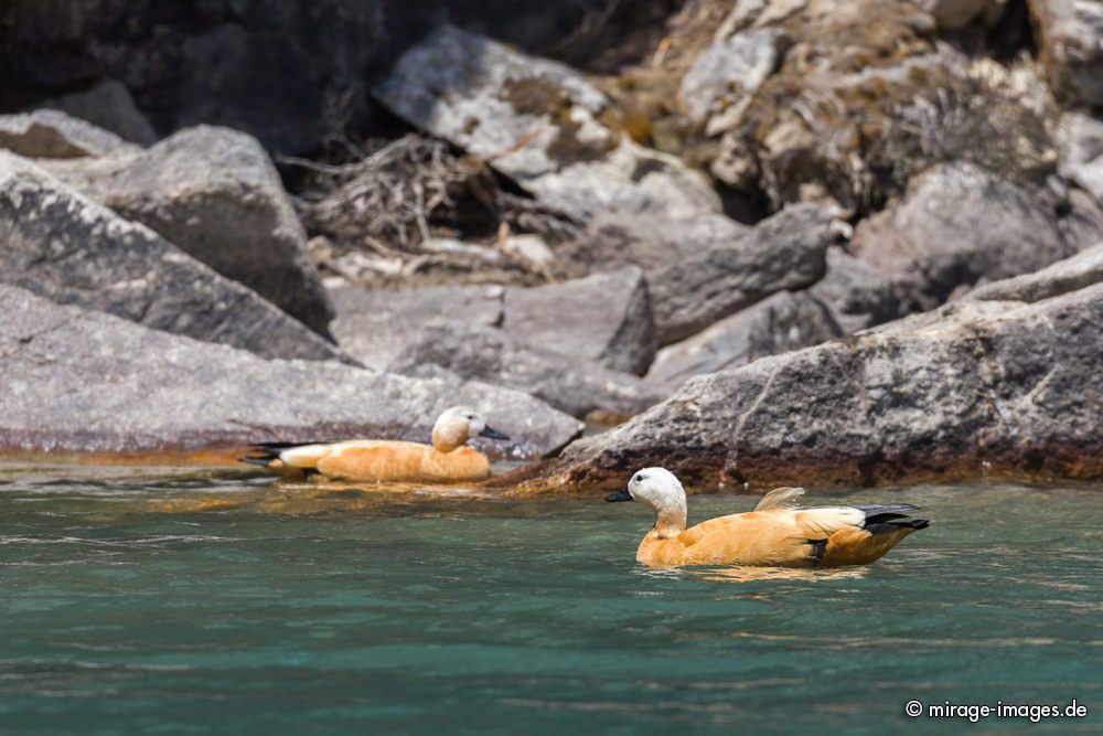 HighMountain Ducks
Gokyo Lake I
