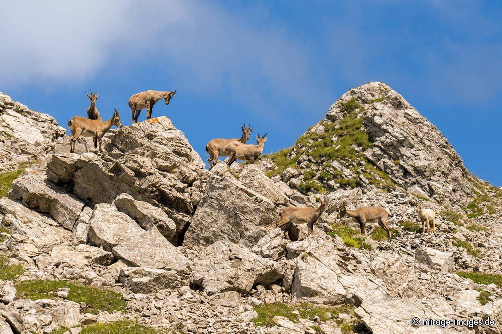 Capricorn family
Grammont
