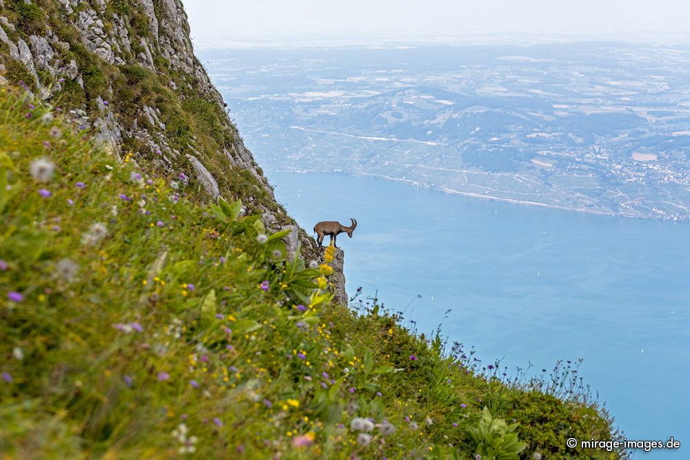 Capricorn
Taney Grammont
