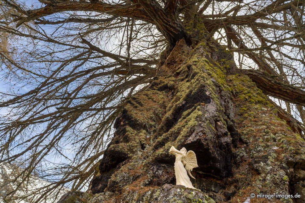 Angel in a Larch Tree
Les mlzes de Balavaux
