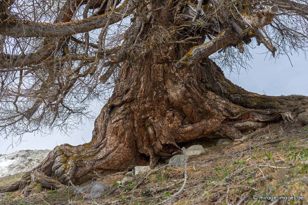 Immemorial Larch Tree
Les mlzes de Balavaux
