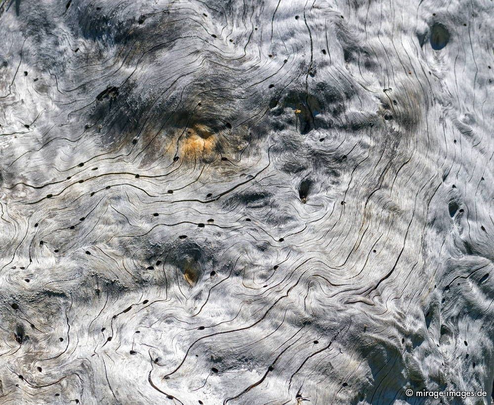Silver Secret   
Val de Bagnes
Schlüsselwörter: silber Holz Wurzel Textur Auge Maserung edel grau Schönheit Fantasie