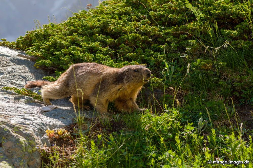 Marmotte
Parc National des �crins

