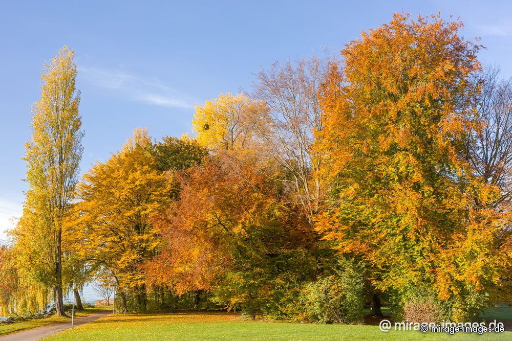 Autumn at Lac L�man
Lausanne
Schlüsselwörter: trees1