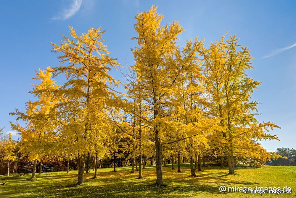 A Group if Gingko Trees near Lac Lman
Lausanne
Schlüsselwörter: trees1 Baum gelb Herbst