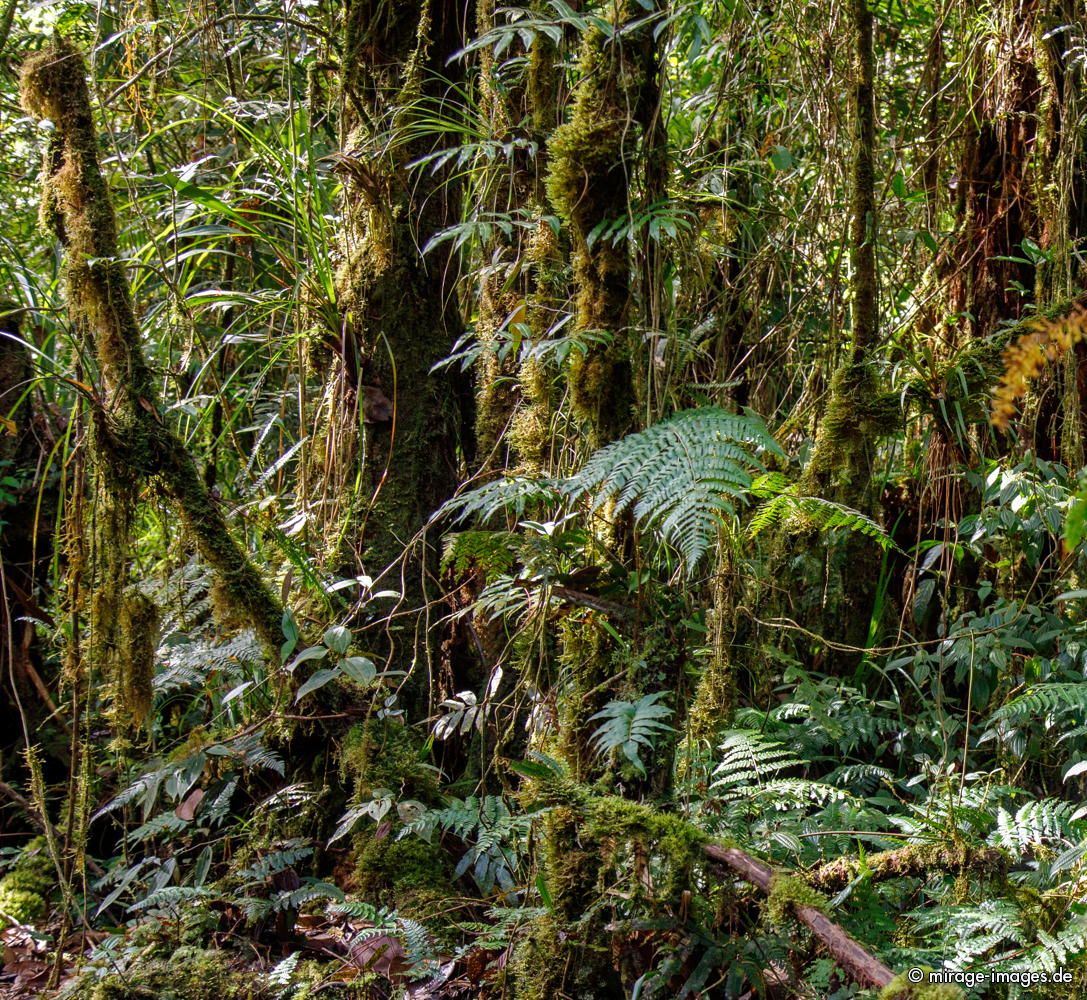Rainforest
Parque Nacional Tapant - Macizo de la Muerte


