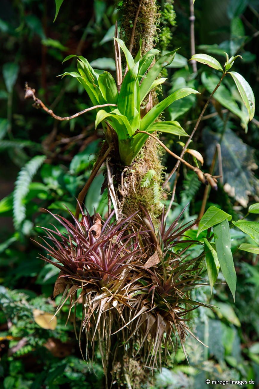 Rainforest
Parque Nacional Tapant - Macizo de la Muerte

