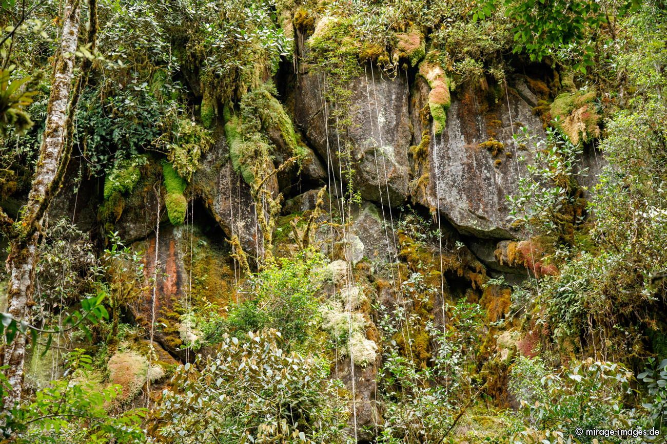 Lush Vegetation
Parque Nacional Los Quetzales
