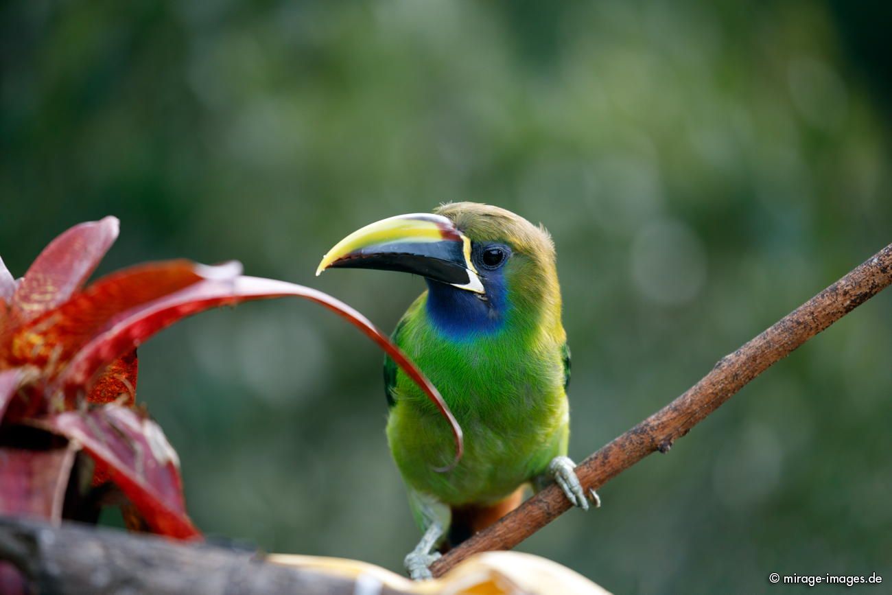 Smaragdtukan
Parque Nacional Los Quetzales
