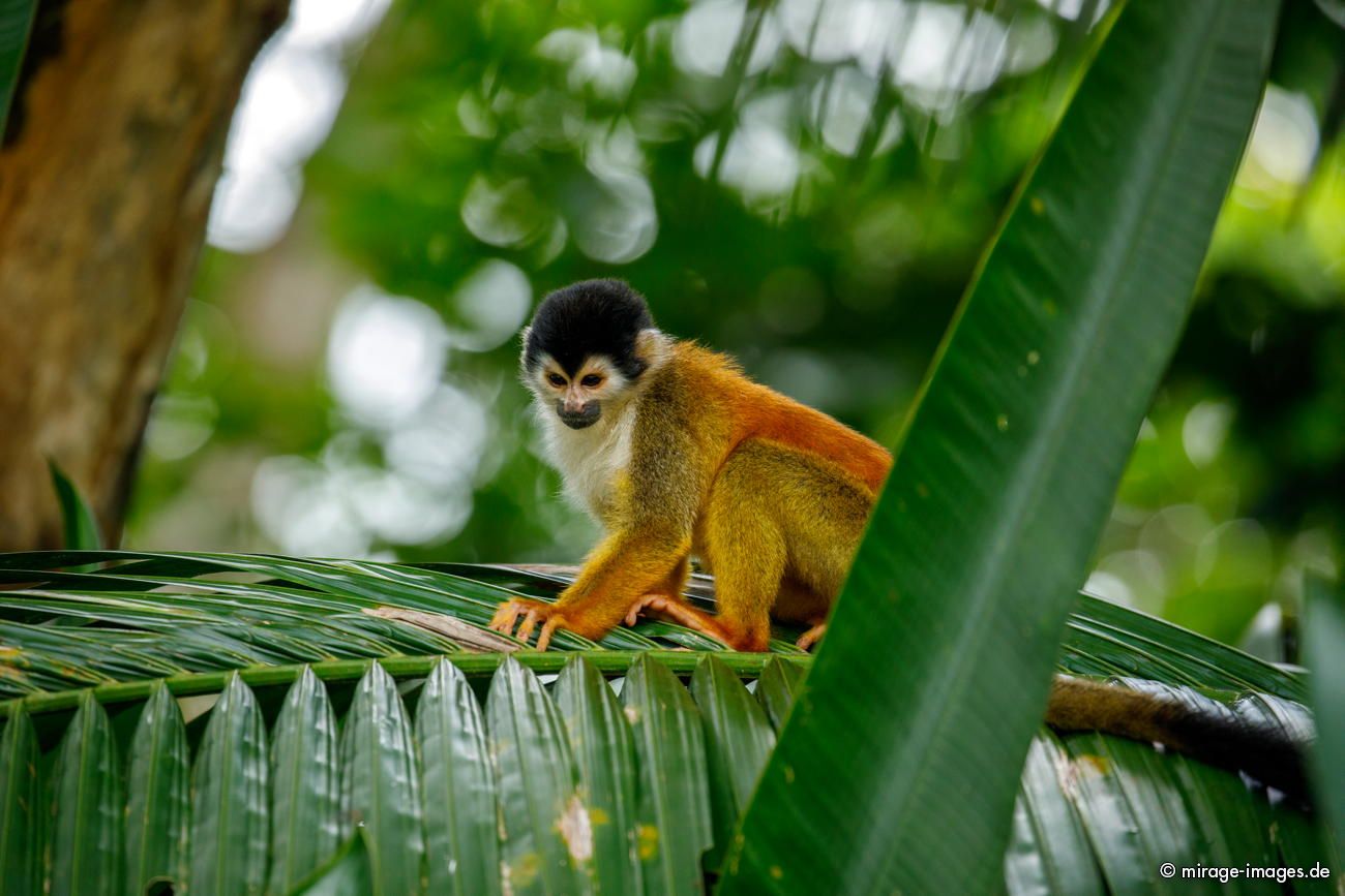 Rotrcken-Totenkopfaffe
Parque Nacional Corcovado
Schlüsselwörter: animals1