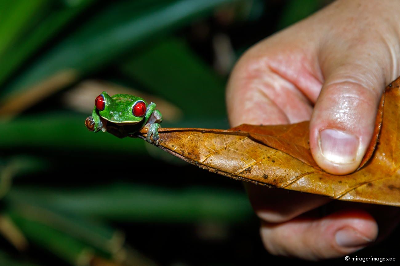 Rotaugenlaubfrosch
Parque Nacional Corcovado
Schlüsselwörter: animals1
