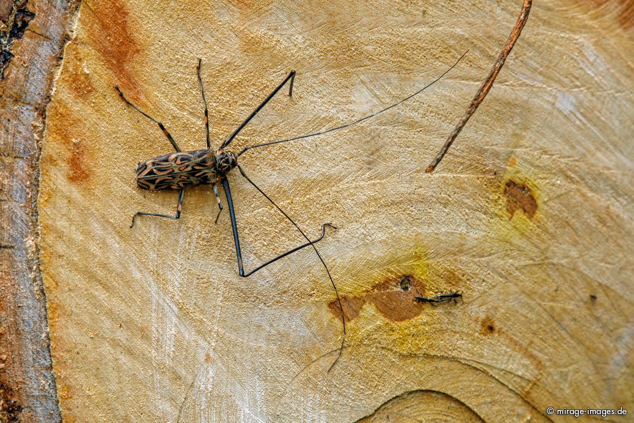 Harlekinbock
Parque Nacional Corcovado
Schlüsselwörter: animals1