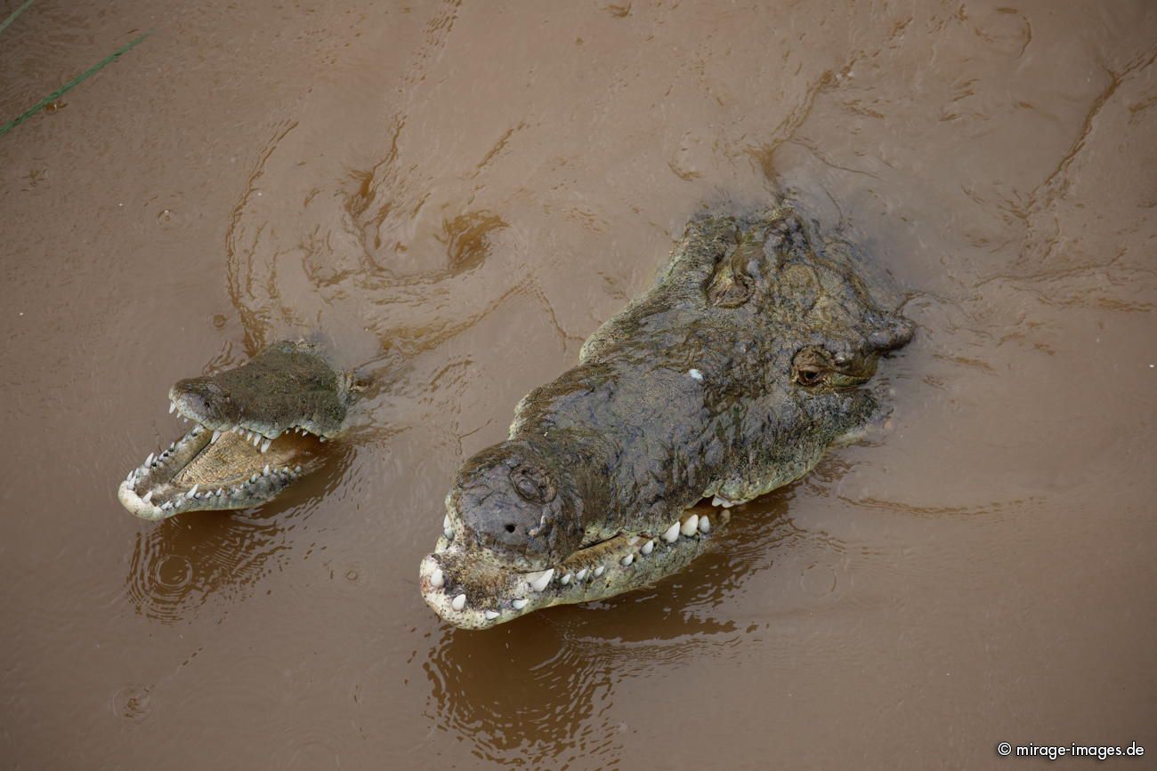 Spitzkrokodile
Parque Nacional Carara Torcoles River 
Schlüsselwörter: animals1