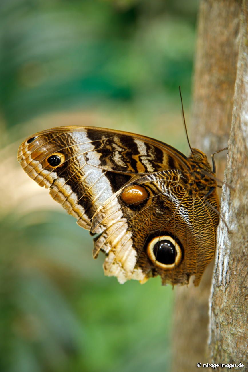Blauer Morphofalter
El Castillo Butterfly Conservatory
Schlüsselwörter: animals1