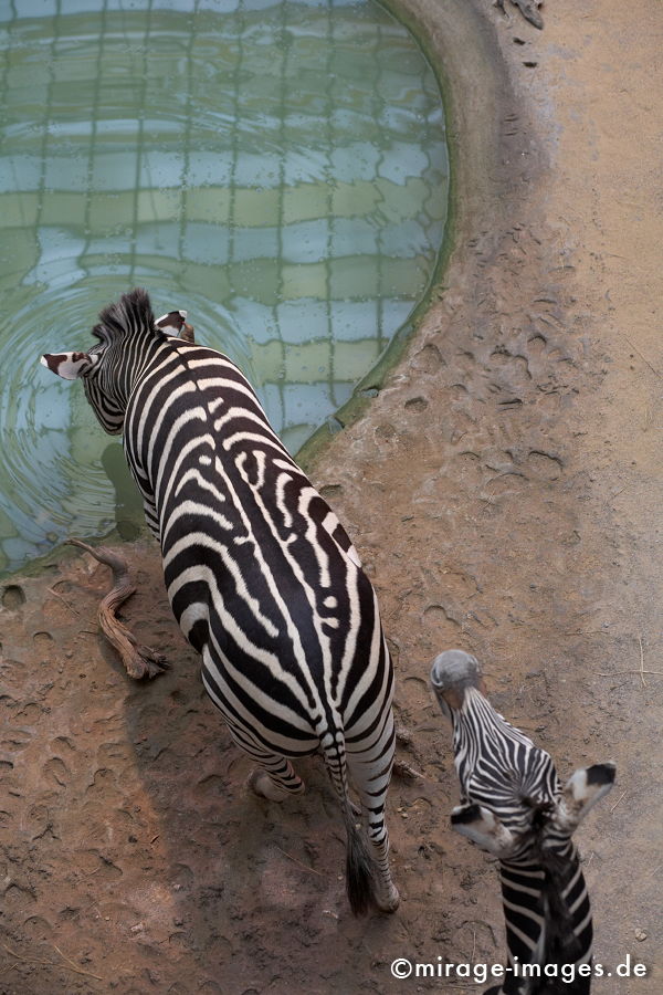 Zebras
Forschungsmuseum Alexander König Bonn
