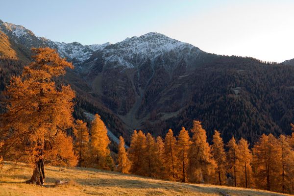 Les m�l�zes de Balavaux
Nendaz
Schlüsselwörter: Herbst Herbstfarben Landschaft farbig leuchtend warm gold braun Berge Wiese Baum Natur natürlich urtümlich Kulisse sauber romantisch Stille ursprünglich Frieden Magie Seele Schönheit Entfernung Sonne sonnig abend Nadelbäume atemberaubend faszinieren