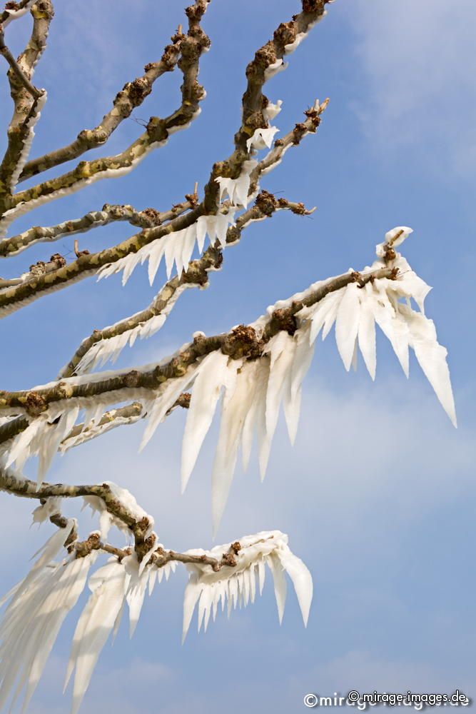 Cold Flowers
Versoix Lac Léman
Schlüsselwörter: Eiskristalle Eis arktisch Winter Kälte Sonne kalt sibirisch Frost Ereignis Skulptur malerisch pittoresk skurill bizarr surrealistisch selten extrem zerbrechlich Baum Kunstwerk unbeweglich Stillstand Ruhe friedlich Schönheit Magie Zauber Kuriosum Wind