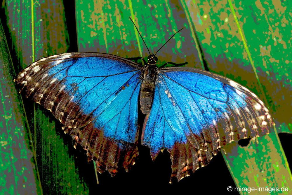 Butterfly
Kerzers
Schlüsselwörter: Schmetterling Schönheit Leichtigkeit flattern Farbe fragil Frieden Insekt blau