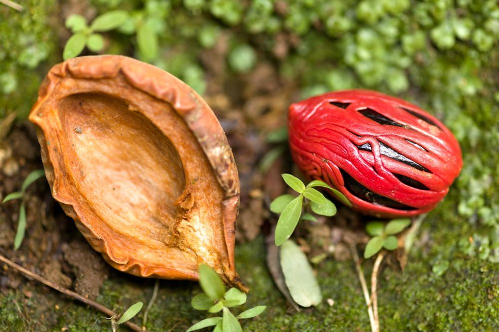 Nutmeg
Dominica
