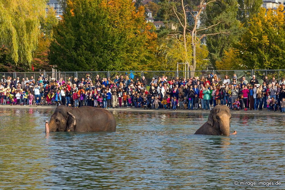 Elephants last bath from Circus Knie in the lake L�man
Lausanne

